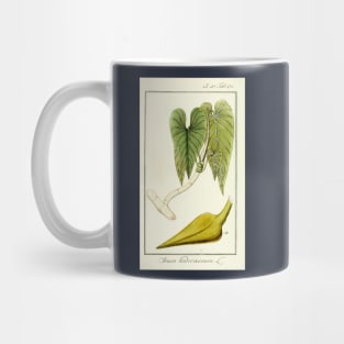 Mature Heartleaf Philodendron - Philodendron hederaceum - Botanical Illustration Mug